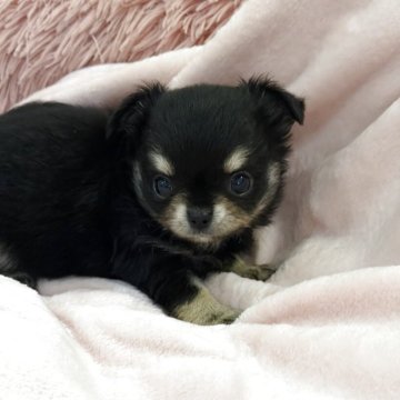 チワワ(ロング)【沖縄県・女の子・2025年9月25日・ブラックタン】の写真「小ぶりの可愛い女の子♡」