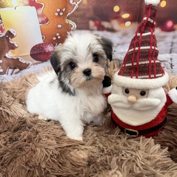 チワマル(マルチーズ×チワワ)【沖縄県・女の子・2025年9月25日・パーティ】の写真「おっとりとしたかわいい😍まるちわちゃん」