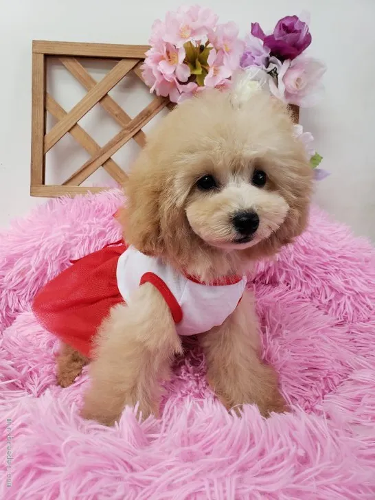 ID:2004-02252の子犬