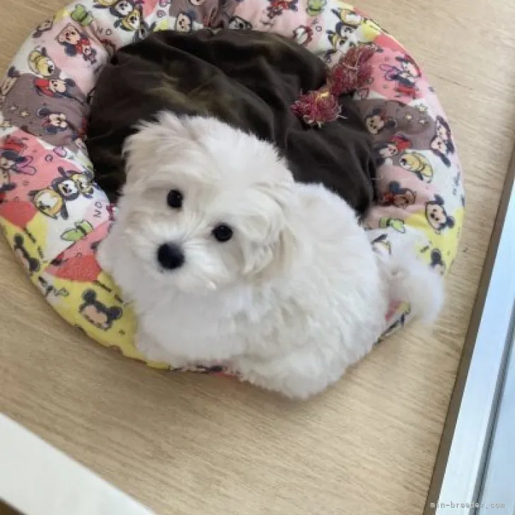 ID:2304-04699の子犬