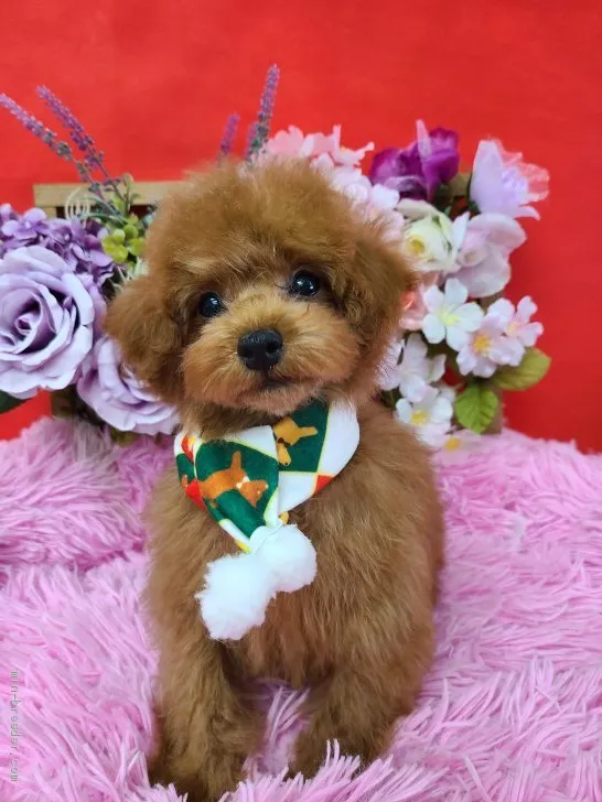 ID:2011-02990の子犬