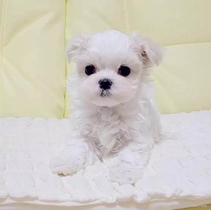ID：2507-03687の子犬