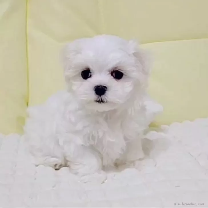 ID:2505-04862の子犬