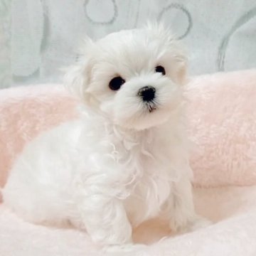 マルチーズ【鳥取県・男の子・2025年7月31日・ホワイト】の写真「タレ目で人懐っこい可愛い男の子です。💞」
