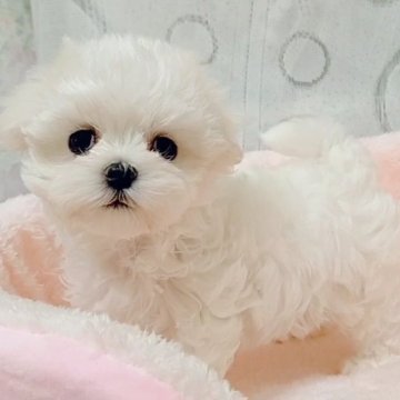 マルチーズ【鳥取県・女の子・2025年7月31日・ホワイト】の写真「タレ目で人懐っこい可愛い女の子です。💞」
