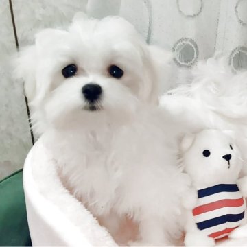 マルチーズ【鳥取県・女の子・2025年8月4日・ホワイト】の写真「タレ目で人懐っこい可愛い女の子です。💞」