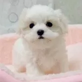 マルチーズ