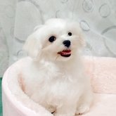 マルチーズ
