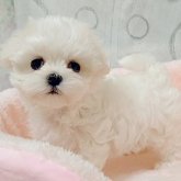 マルチーズ
