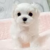 マルチーズ