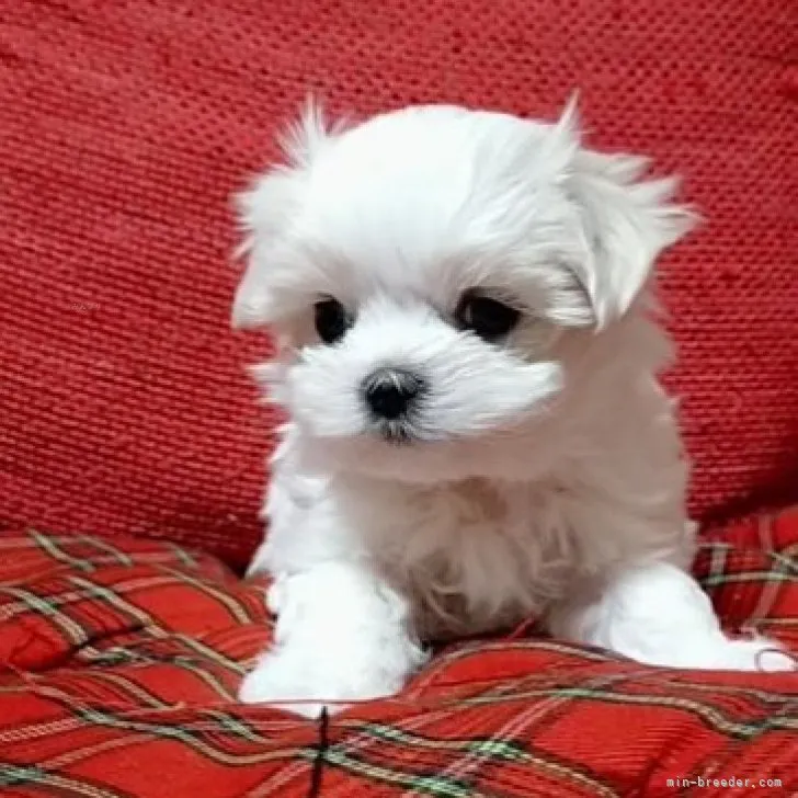 ID:2311-05780の子犬