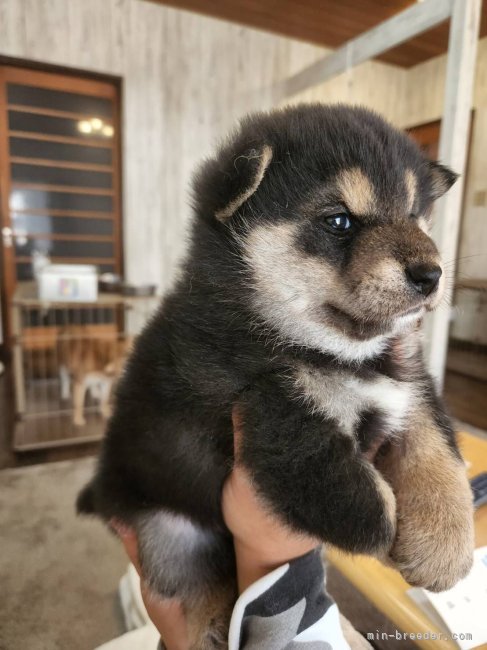 内藤　千裕(ないとう　ちひろ)ブリーダー(岐阜県・柴犬・日本犬保存会登録)の紹介写真5