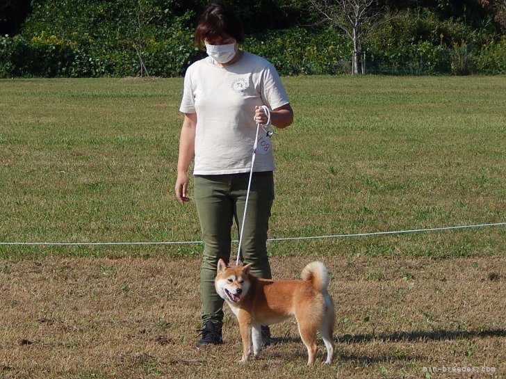 内藤　千裕(ないとう　ちひろ)ブリーダー(岐阜県・柴犬・日本犬保存会登録)の紹介写真9