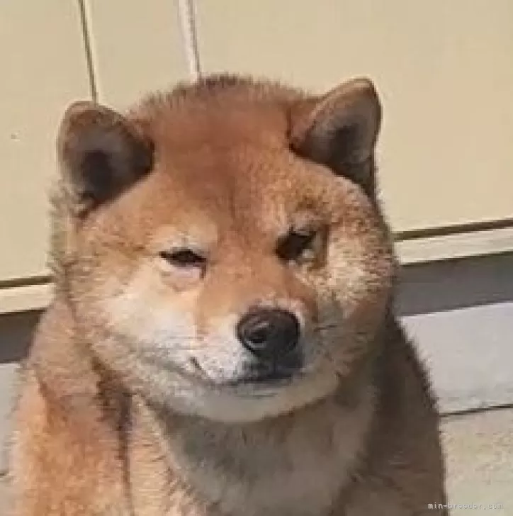 ID：2503-05949の子犬