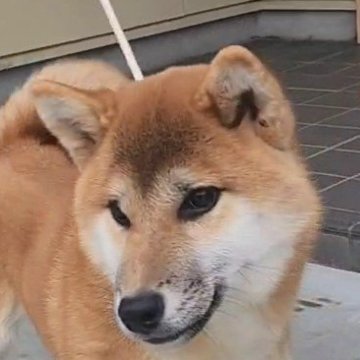 柴犬(標準サイズ)【岐阜県・男の子・2024年5月29日・赤】の写真「めっちゃイケワン👌」