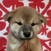 柴犬(標準サイズ)【岐阜県・女の子・2024年11月25日・赤】の写真1