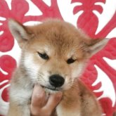 柴犬(標準サイズ)