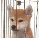 柴犬(標準サイズ)