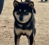 柴犬(標準サイズ)【岐阜県・女の子・2024年11月25日・赤】の写真5「お父さん」