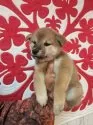 柴犬(標準サイズ)【岐阜県・女の子・2024年11月25日・赤】の写真9