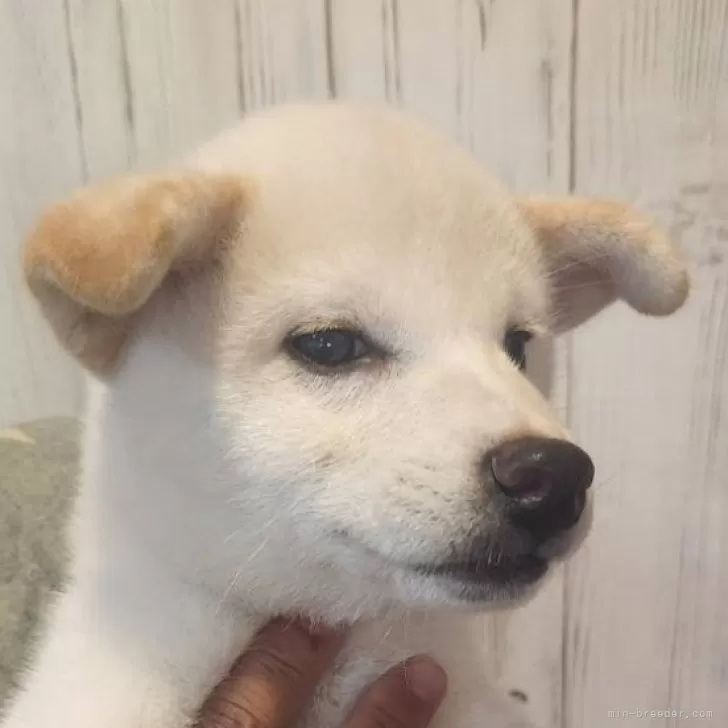 ID：2409-06463の子犬