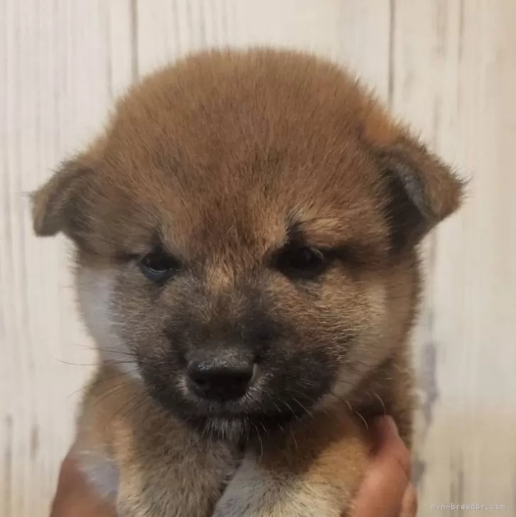 Y.Y 様のお迎えした子犬