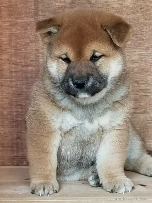 M.N 様のお迎えした子犬