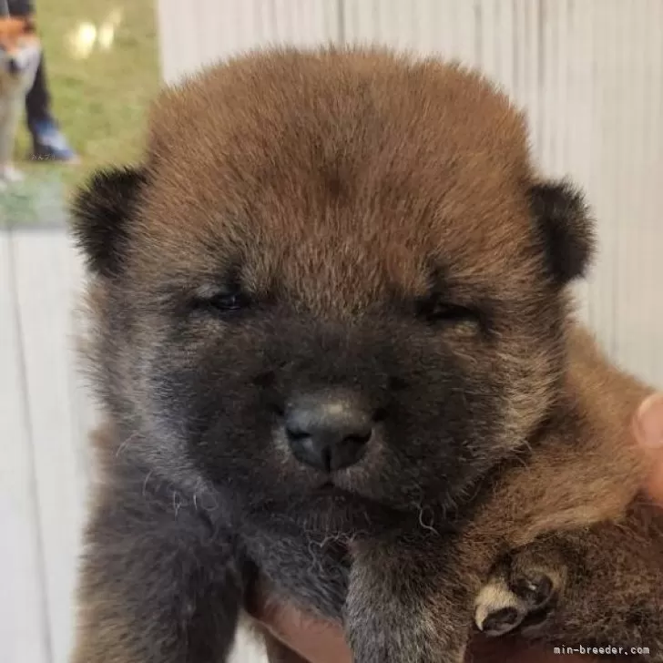 ID:2409-06462の子犬