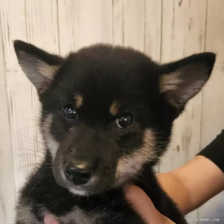 M.O 様のお迎えした子犬