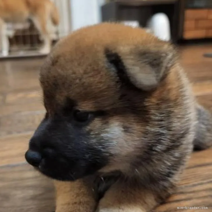 ID:2208-01204の子犬