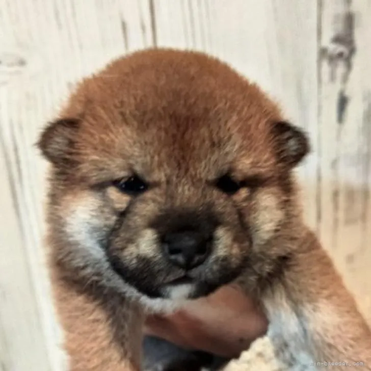 ID:2212-02590の子犬