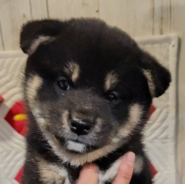 柴犬(標準サイズ)【岐阜県・女の子・2023年11月15日・黒】の写真「可愛く元気にそだちました！」
