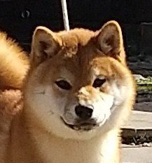 柴犬(標準サイズ)【岐阜県・男の子・2020年9月22日・赤】の写真「すごくイケメンです！」