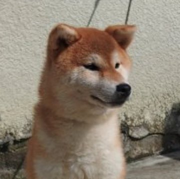 柴犬(標準サイズ)【岐阜県・女の子・2023年11月29日・赤】の写真「色白美人さんです！」