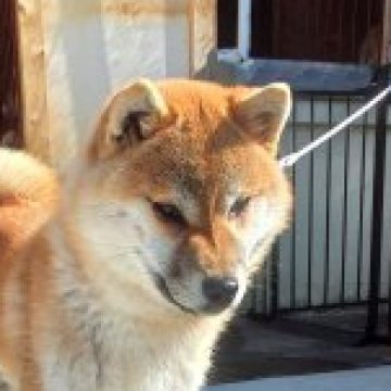 柴犬(標準サイズ)【岐阜県・男の子・2022年7月20日・赤】の写真「キリリとした目のイケワンです！」