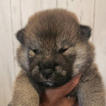 柴犬(標準サイズ)【岐阜県・女の子・2024年8月29日・赤】の写真「可愛い女の子🤗」