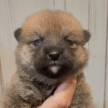 柴犬(標準サイズ)【岐阜県・女の子・2024年5月14日・赤】の写真「めっちゃ小さく可愛いです！」