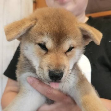 柴犬(標準サイズ)【岐阜県・男の子・2024年6月4日・赤】の写真「最終値下げ！早くむかえに来てください！」