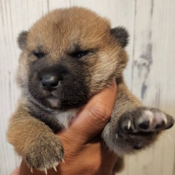 柴犬(標準サイズ)【岐阜県・男の子・2024年5月14日・赤】の写真「渋い系イケワンです！」