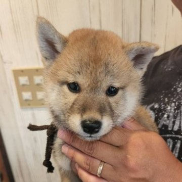 柴犬(標準サイズ)【岐阜県・女の子・2023年6月15日・赤】の写真「つぶらな瞳のかわいい雌です！」