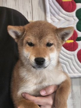 柴犬(標準サイズ)【岐阜県・男の子・2023年7月20日・赤】の写真「すごくフレンドリーです！」
