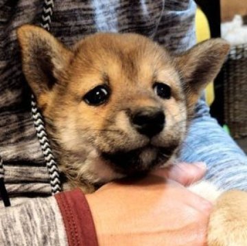 柴犬(標準サイズ)【岐阜県・女の子・2023年1月7日・赤】の写真「とても可愛いです👌」