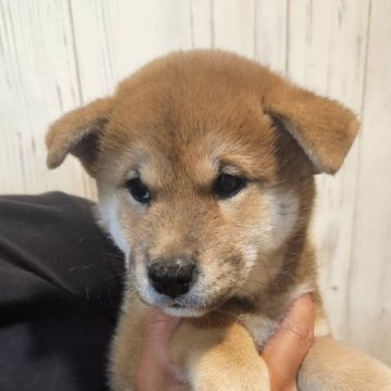 柴犬(標準サイズ)【岐阜県・女の子・2024年7月6日・赤】の写真「丸々可愛い女の子！」