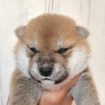 柴犬(標準サイズ)【岐阜県・男の子・2022年7月20日・赤】の写真「タヌキ顔で可愛いです！」