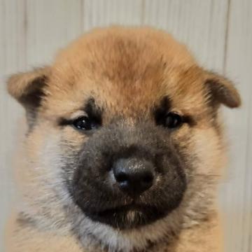 柴犬(標準サイズ)【岐阜県・男の子・2022年7月20日・赤】の写真「穏やかな表情で可愛いです！」