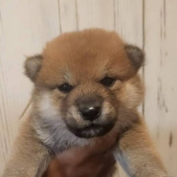 柴犬(標準サイズ)【岐阜県・男の子・2024年5月14日・赤】の写真「ジャニーズ系イケワンです！」