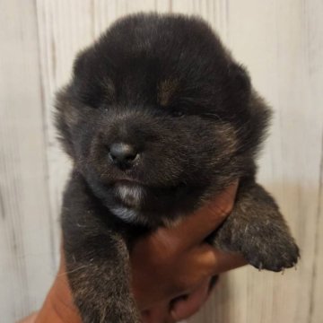 柴犬(標準サイズ)【岐阜県・女の子・2024年5月15日・黒】の写真「ぽちゃかわ(笑)」