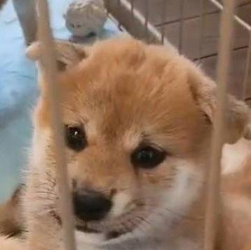 柴犬(標準サイズ)【岐阜県・女の子・2022年7月25日・赤】の写真「お目目ぱっちり😊」