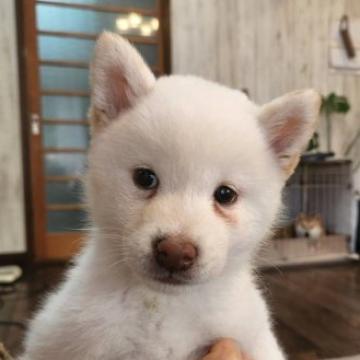 柴犬(標準サイズ)【岐阜県・男の子・2022年10月18日・白】の写真「R4　全国展覧会　大臣賞受賞犬直子！　」