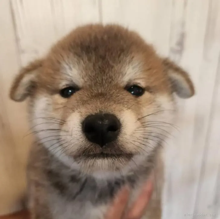 ID:2211-00403の子犬